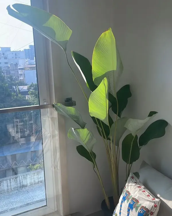 A tall, healthy Calathea lutea plant brings life to this sunlit living room corner. I can help you choose large statement plants like this that fit your space and light conditions, transforming your home into a green sanctuary.