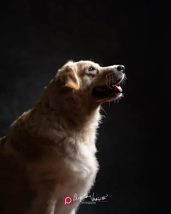 This is what a fine art pet portrait is all about. I use dramatic, painterly lighting to capture your pet's soul, creating a timeless piece of custom wall art you'll cherish forever.
