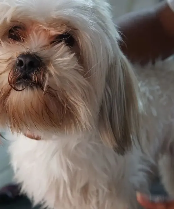 Before: Blush the Shih Tzu arrived with an overgrown and tangled coat that was obscuring her vision and causing discomfort.