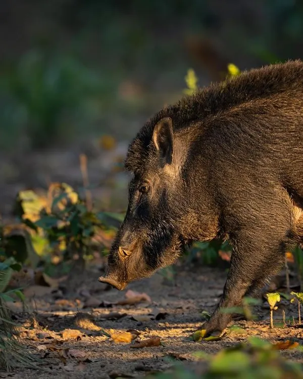 A wild boar forages on the forest floor, its coarse hair lit by the evening sun. These animals are incredibly tough and play a vital role in the ecosystem by turning over the soil.