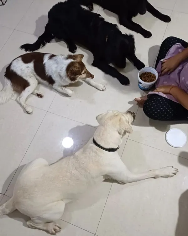 This is Yoshi, a foster dog I helped through her pregnancy and who later mothered another litter of foster pups. This image captures a quiet moment of training and connection, reinforcing calm behavior around food. Her story is one of love, loss, and incredible maternal instinct.