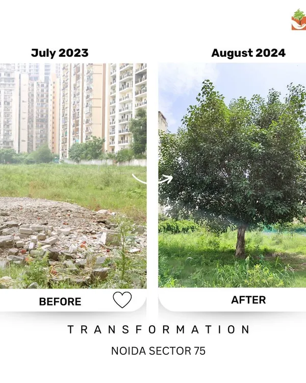 This transformation at our Noida Sector 75 site shows what one year of dedicated work can do. What was a patch of rubble and sparse grass in July 2023 is now a thriving young tree, a part of a growing urban forest.