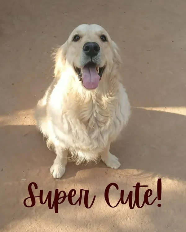This super cute Golden Retriever is all smiles! We love capturing these happy moments. A wagging tail and a happy face are the best rewards for us.