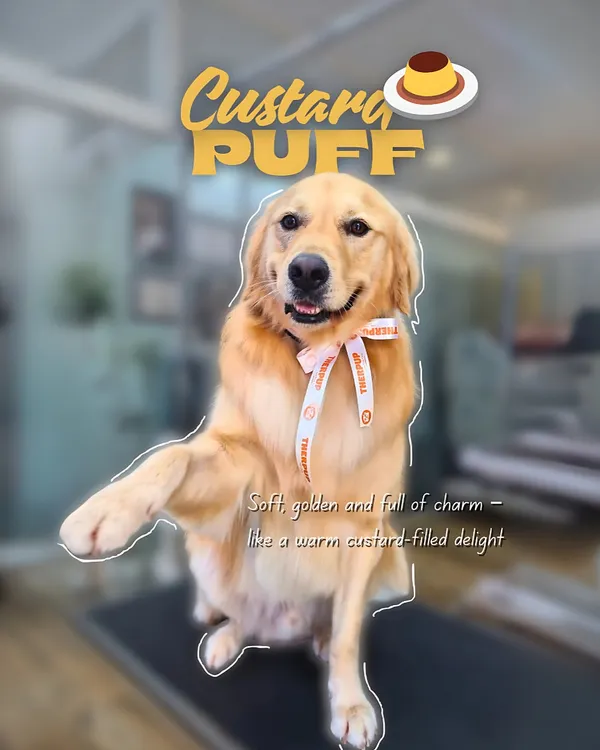 This is what pure, freshly groomed happiness looks like. We focus on creating a stress-free experience that leaves your pet feeling as good as they look, with a healthy, shiny coat and a happy smile.