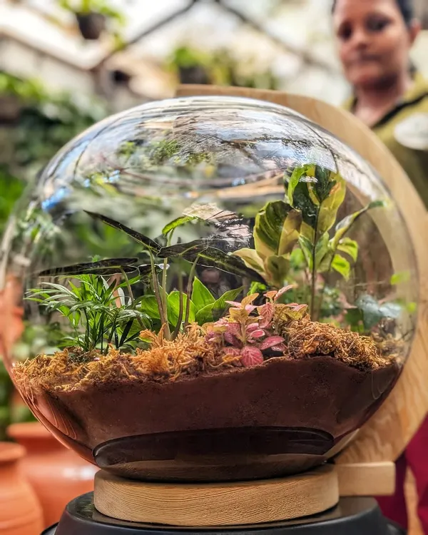 A closer look at the large 'Living Lamp' we created. This self-sustaining terrarium features a variety of miniature plants, moss, and wood, creating a tiny, glowing ecosystem that is both beautiful and fascinating.