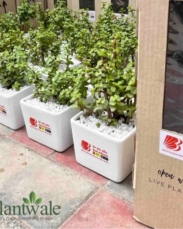 We create lasting impressions with green corporate gifts. Here is a bulk order of Jade plants in ceramic pots, each customized with the Bank of Baroda logo and ready for delivery in our specially designed protective boxes.
