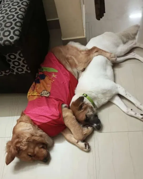 Friendship and cuddles. A Golden Retriever and a Bull Terrier snuggling up for a nap on the floor. Dogs are pack animals, and we love seeing them find comfort in each other's company.