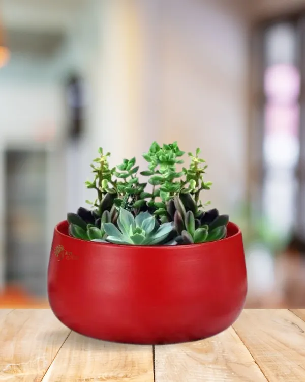 This vibrant red metal planter is shown here holding a beautiful arrangement of assorted succulents. The bold color of the pot contrasts wonderfully with the green and purple hues of the plants.