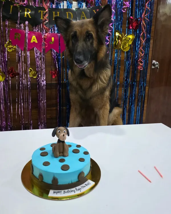 Happy Birthday to my Raja. He is patiently waiting for his cake. We've been together for 2 years, and his love is unconditional.