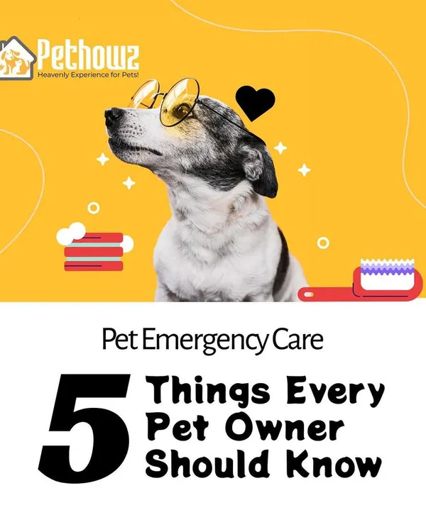 Being prepared for an emergency is one of the most important parts of pet ownership. We provide essential knowledge for pet emergency care, ensuring you have the confidence to act quickly and effectively when it matters most.