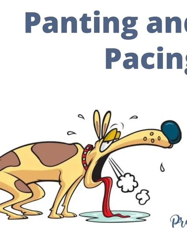 Panting isn't always about being hot. Sometimes, excessive panting and pacing are clear signs your dog is feeling stressed or anxious. I can help you learn to read these subtle cues.
