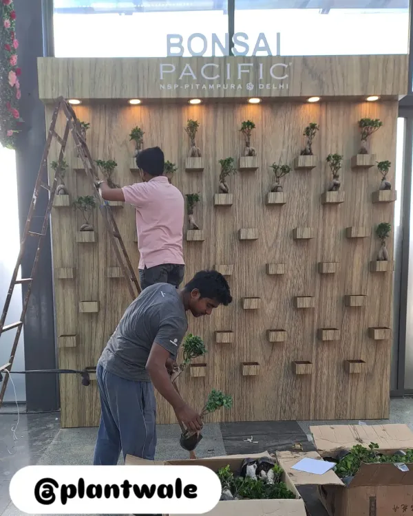 Our team carefully installs each Ginseng Ficus Bonsai onto the custom-built vertical display wall. This process requires precision and an artistic eye to ensure every plant is perfectly positioned.