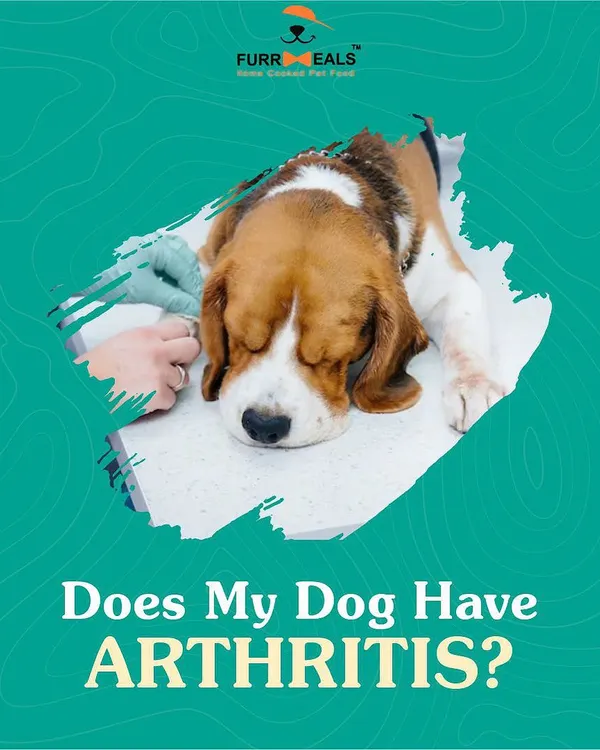 Does my dog have arthritis? This is a question many pet parents ask, especially as their dogs get older. It's a complex condition, but understanding the causes, like weight and genetics, is the first step toward effective management.