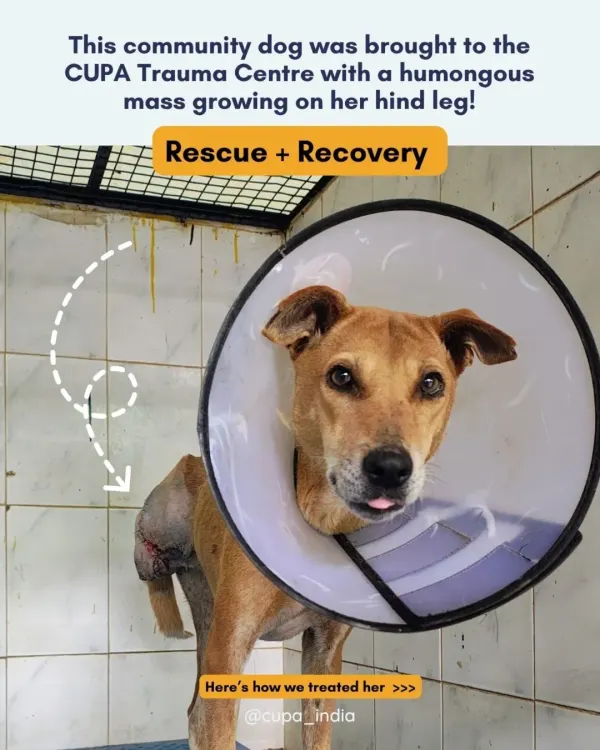 This community dog was brought to our Trauma Centre with a huge mass on her hind leg. This is her story of rescue and recovery, starting with the initial diagnosis.