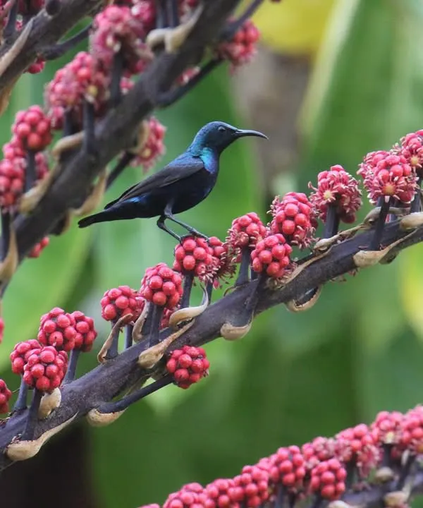 A vibrant purple sunbird perches on a branch of bright red berries. Our grounds are a paradise for bird lovers, offering frequent sightings of beautiful and diverse avian species.