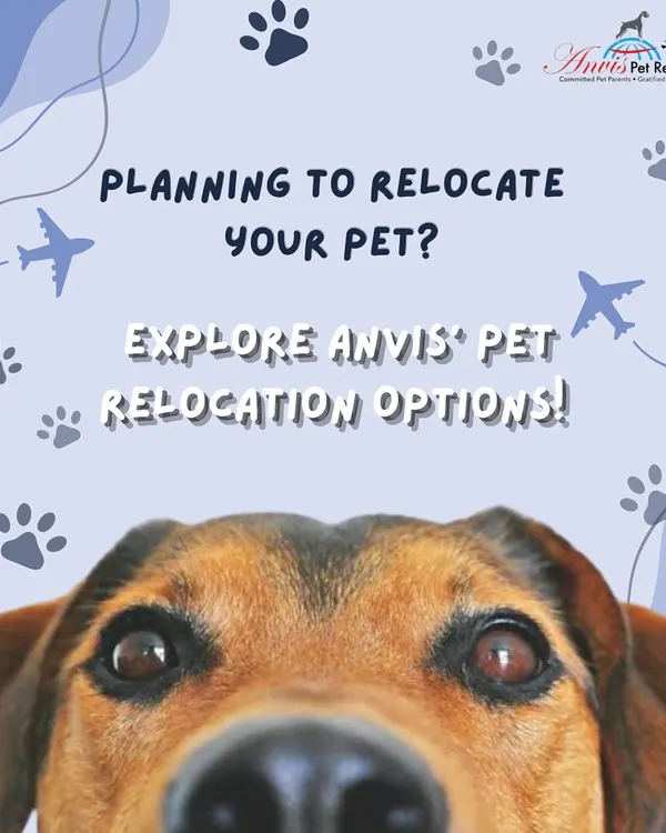 Planning to relocate your pet? We offer several travel options to suit your pet's needs and your budget. Explore our services to find the perfect fit for your furry family member.
