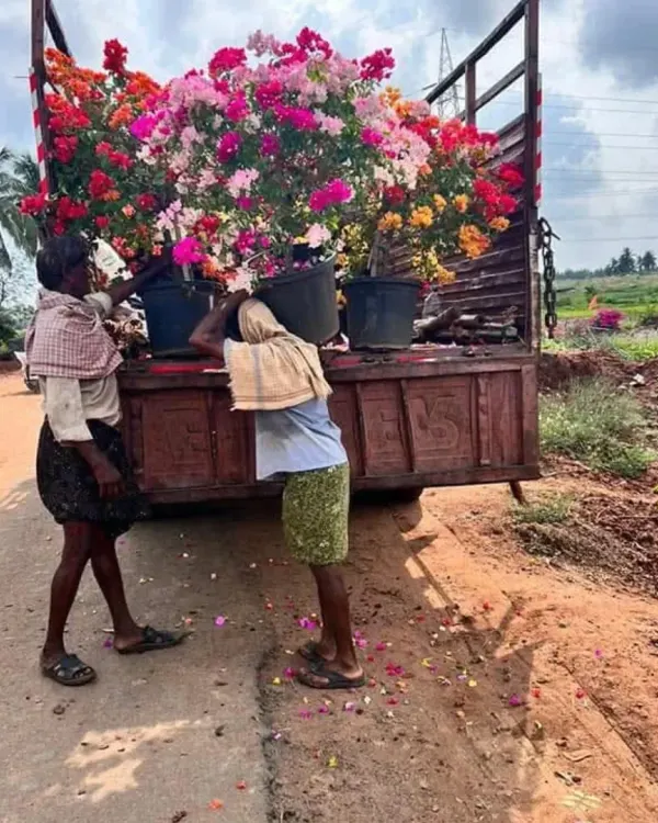 My team carefully transporting a truckload of vibrant bougainvillea plants to a project site. I ensure all plants are delivered in peak condition, ready for planting.