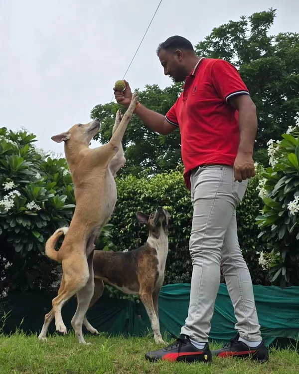 An energetic moment of play with two Indie dogs. Using a toy helps channel their energy and excitement into a shared, positive activity, which is a great way to build a bond.