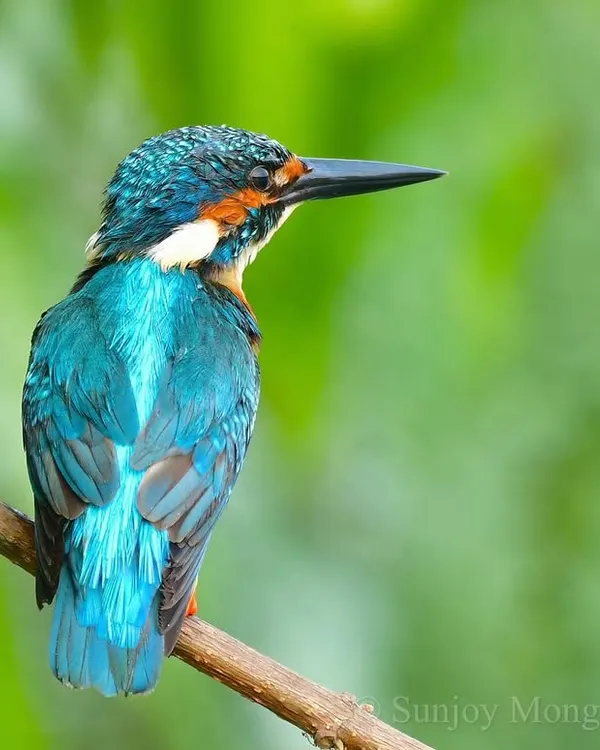 Since childhood, K was for Kingfisher. This Common Kingfisher, a familiar gem, is the real blue blood that has inspired humanity. Here it sits, calm and composed on a perch in my suburban Mumbai backyard, its icy eyes scanning for a meal.