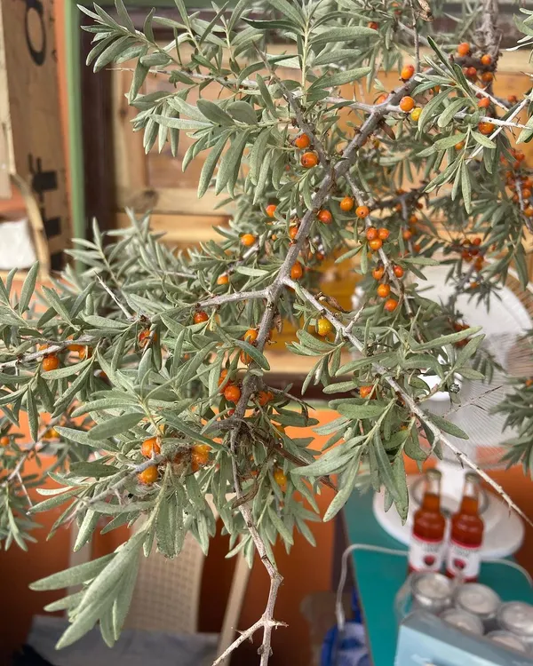 On a trip to Leh Ladakh, I came across these amazing Seabuckthorn berries. I use the oil from these berries in my Eternity Body Butter and Rejuvenating Oil Serum for its incredible anti-aging and moisturizing properties.