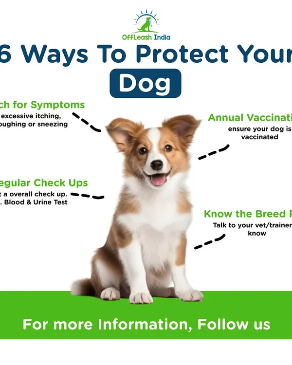 As a responsible dog owner, it's important to be proactive about your dog's health. Here are six key ways to protect your dog, from watching for symptoms to keeping up with annual vaccinations.