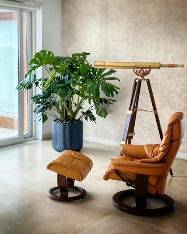 A giant Monstera Deliciosa is the ultimate statement piece for a modern, minimalist setting. Its iconic leaves bring a touch of the wild indoors, creating a sophisticated yet relaxed corner perfect for unwinding.