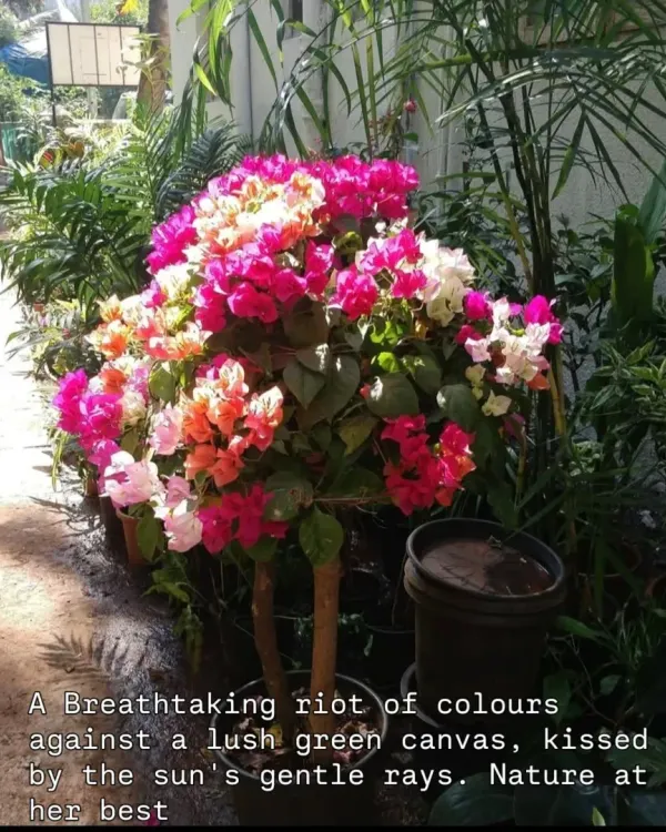 A breathtaking riot of colors. This multi-hued Bougainvillea is nature at her best, with vibrant pink, orange, and white bracts all blooming together on one plant. It's a true celebration of life.
