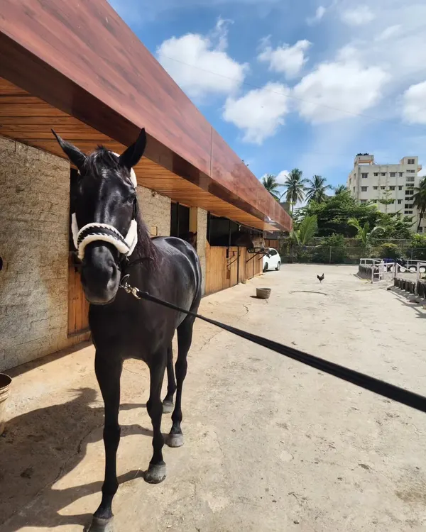 Our stunning black thoroughbred, a true beauty, posing outside our rustic wooden stables on a bright, sunny day.