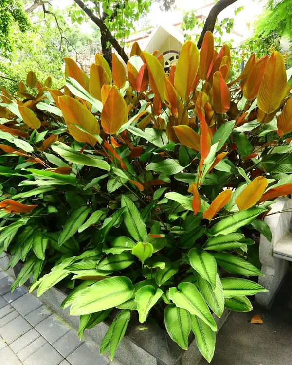 A dense hedge of Calathea lutea, or Cigar Calathea. I use this for its height and the beautiful contrast between the green tops and bronze undersides of its leaves.