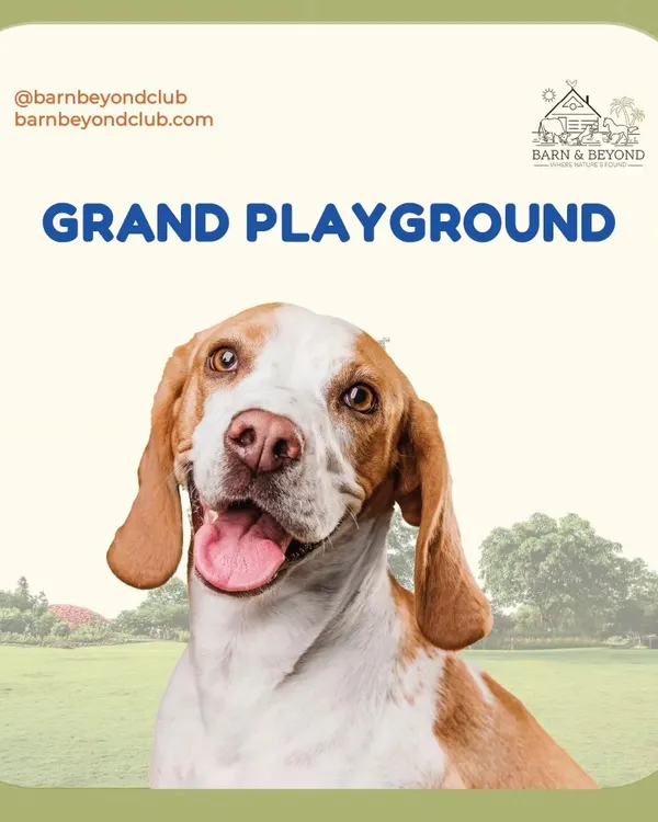 We call it a grand playground for a reason. Our dogs have access to large, open, and grassy fields where they can run freely, play fetch, and just be dogs. This space is essential for their physical health and mental stimulation.