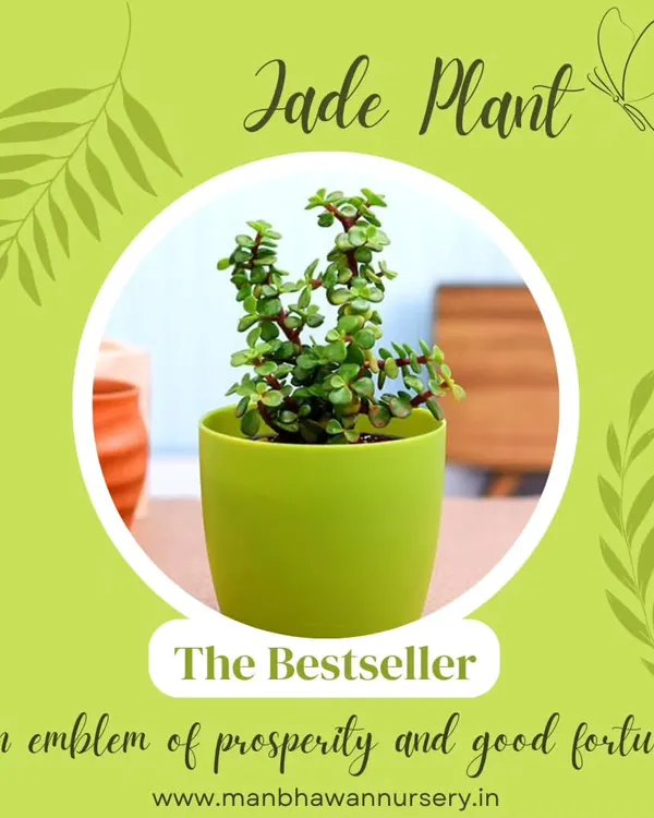 The Jade Plant is our top seller for a reason. Known as a good luck plant in Vastu, it's a hardy succulent that symbolizes growth and prosperity, making it a perfect corporate gift for wishing success.