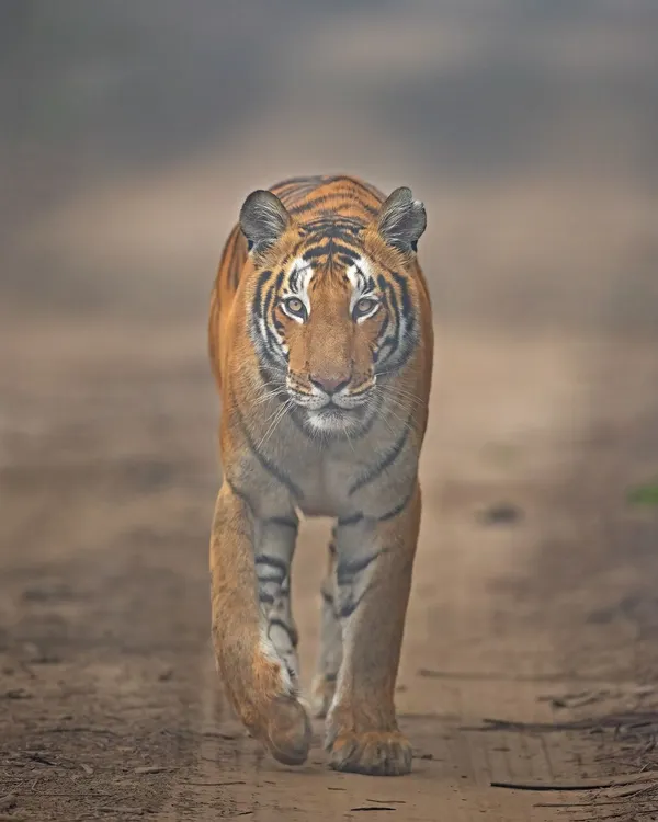 A head-on encounter with a tiger in the misty morning of Philibit Tiger Reserve. The direct gaze and confident stride showcase the animal's dominance in its territory.