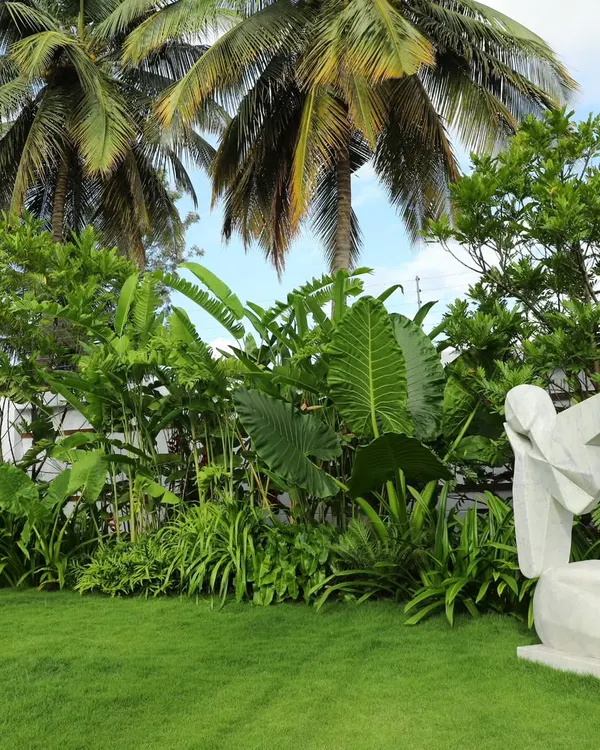 A wide view of a tropical garden featuring tall palm trees and dense underplanting with large-leaf foliage, creating a layered, jungle-like effect next to a clean lawn.