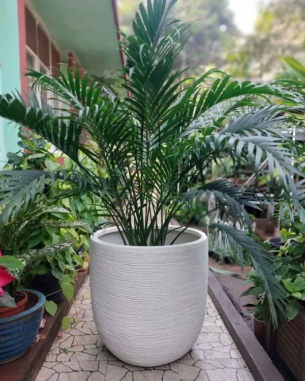 A lush Areca Palm in a textured white planter is a classic combination. This pairing is perfect for adding a touch of green elegance and improving air quality in any indoor setting.