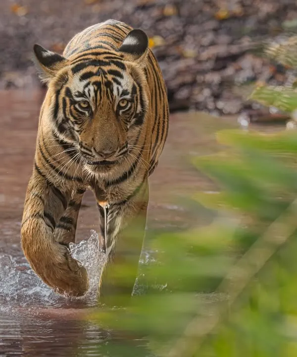 This is the moment we live for. A majestic tiger walking head-on through a stream, its eyes locked with the lens. To get this shot, I used a wide aperture to create a natural frame with the foreground leaves, making the tiger the undeniable hero of the story. On my workshops, I teach you how to anticipate such moments and use composition to create unforgettable, powerful images.