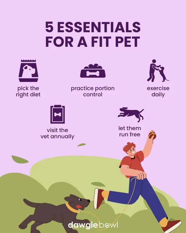 To celebrate Canine Fitness Month, here are 5 essentials for a fit pet. It starts with picking the right diet, practicing portion control, daily exercise, annual vet visits, and letting them run free.