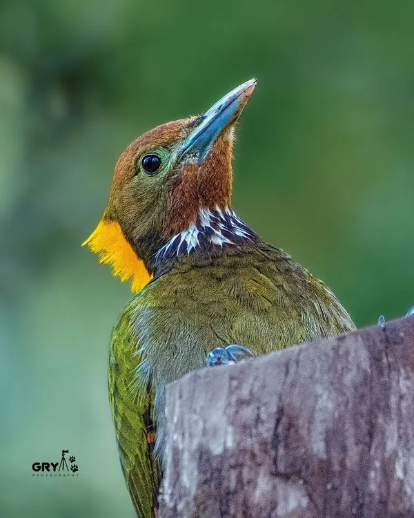 A Greater Yellownape woodpecker, its golden crest glowing in the forest light. Capturing these shy birds requires patience and a deep knowledge of their habits.
