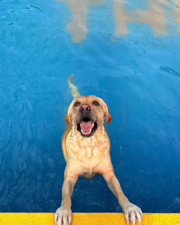 This is what pure joy looks like. We built our space so every dog, whether they are a seasoned swimmer or a first-timer, can experience the fun of our human-friendly pool.