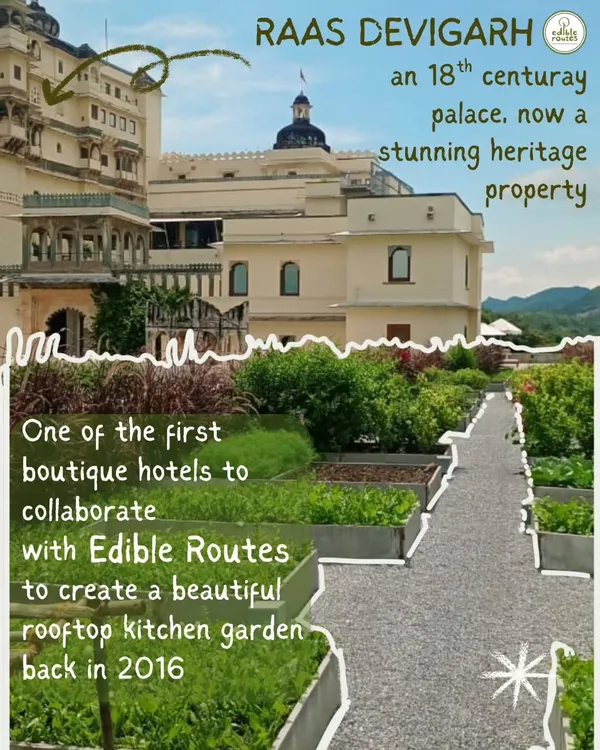 The historic RAAS Devigarh palace was one of the first boutique hotels to partner with me back in 2016. Together, we created this beautiful and productive rooftop kitchen garden.
