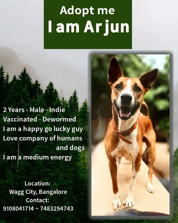This is Arjun, a happy-go-lucky 2-year-old Indie. He has a medium energy level and loves the company of both humans and other dogs. He's a great example of the amazing adult Indie dogs available for adoption in Bangalore.