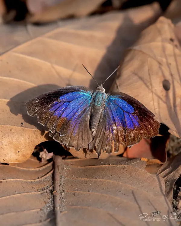 A Powdered Oakblue butterfly with its wings open, revealing a stunning iridescent blue patch. These are often found resting on dry leaves on the forest floor.