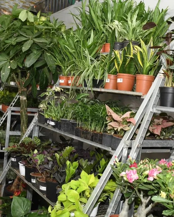 Our nursery shelves are always stocked with a wide variety of healthy plants. Here you can see a mix of Snake Plants, Aglaonemas, and flowering varieties, ready to find a new home.