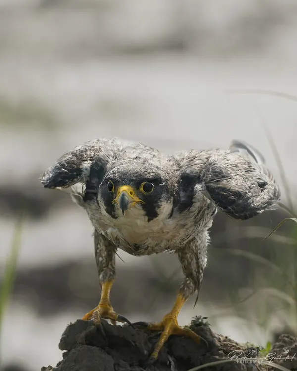 The Peregrine Falcon, the fastest animal on Earth, captured in a rare moment of stillness after a bath. Its fierce expression and powerful stance show the intensity of this incredible bird of prey.