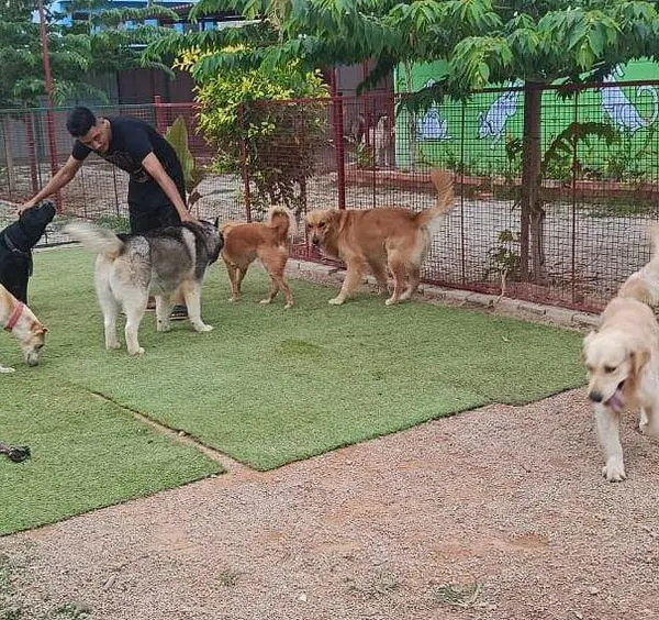 A typical morning at our resort, with a staff member right in the middle of the action, ensuring everyone plays nicely and gets plenty of attention.