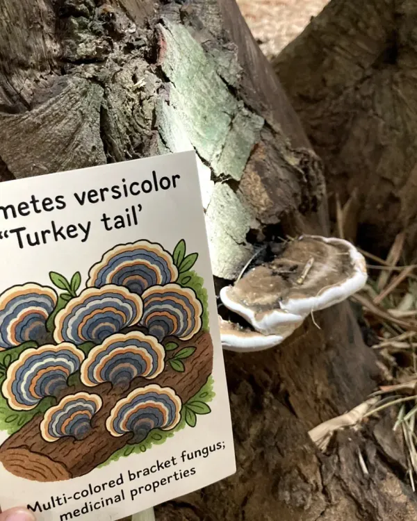Learning to identify mushrooms like the "Turkey tail" using our custom-made flashcards. This hands-on method makes it easy and fun for kids to learn about different fungi species.