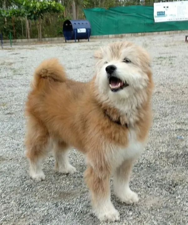 This fluffy, happy dog is clearly enjoying its vacation at our pet resort. Look at that smile!
