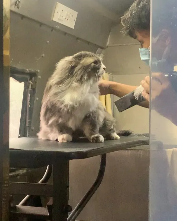 This beautiful long-haired cat is sitting patiently on our grooming table during a de-shedding session. We handle our feline clients with the utmost care to keep them relaxed.
