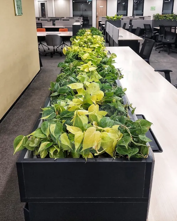 We used long, sleek planters filled with vibrant Neon Pothos to act as natural dividers in this open-plan office. This solution adds a beautiful line of green while creating a sense of separation between desk areas, enhancing focus and well-being.