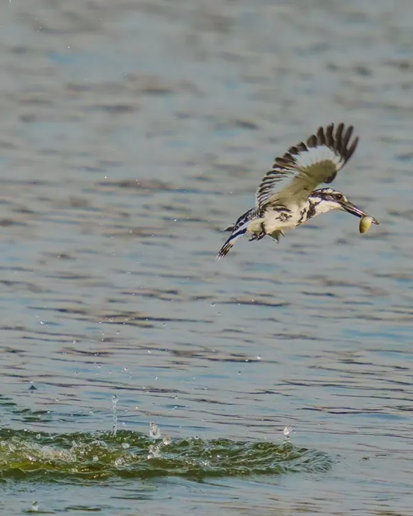 A Pied Kingfisher emerges victorious, its beak holding a fresh catch. This is a high-speed action shot that freezes the splash and the crucial moment of the hunt, ideal for storytelling in wildlife documentaries or dynamic ad campaigns.
