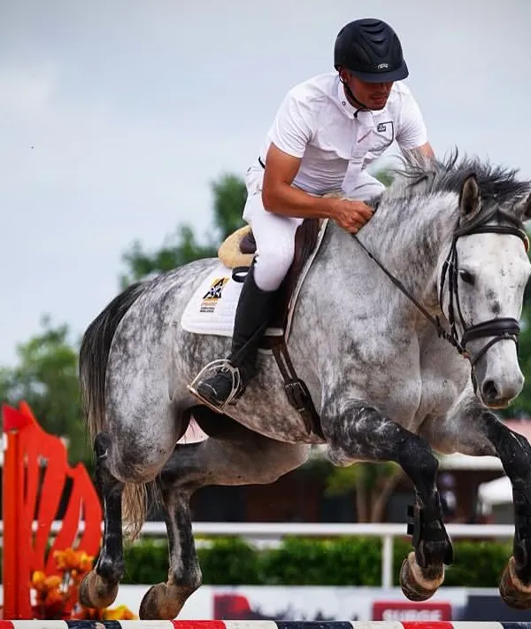 Our home bred mare Catharina, ridden by Nikolay, clearing a jump with power and grace. Her success in the Grand Prix Medium Tour is a testament to the quality of our breeding program.